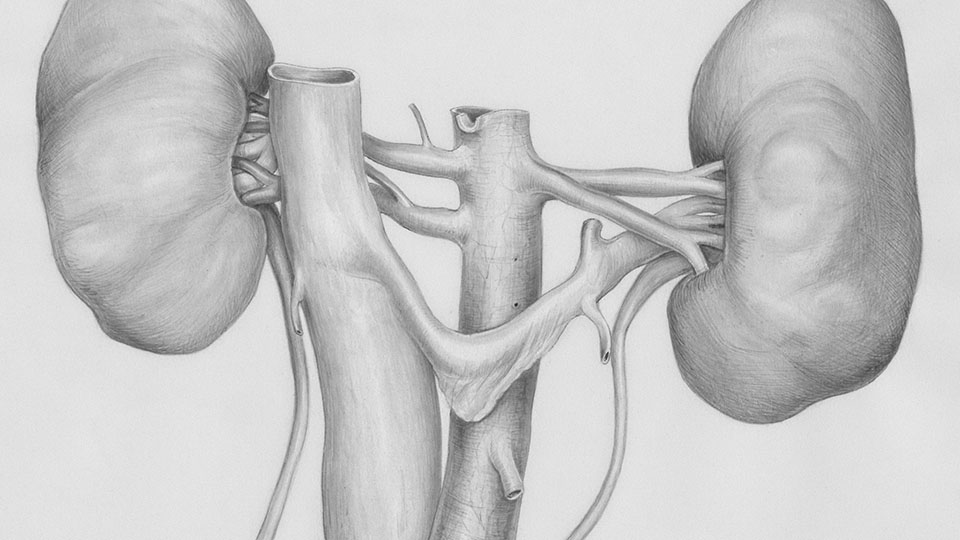 Undescended Testicle Surgery